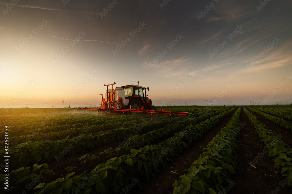 Tractor spraying soybean field in sunset. Tractor spraying soybean field in sunset.