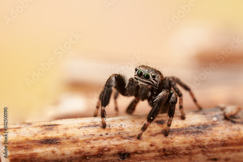 Evarcha arcuata is a species of jumping spiders with a palearctic distribution.