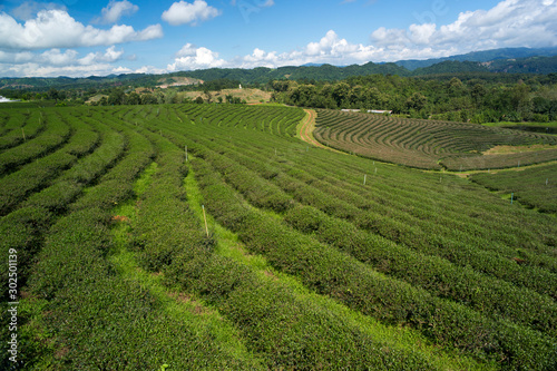 Scenery of tea plantation in thailand