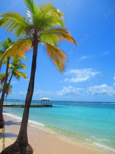Des palmiers sur la plage de sable blanc  devant la mer turquoise