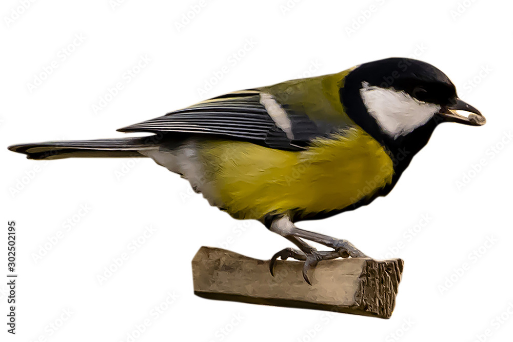 bird tit on a branch with a seed isolated bird tit on a branch with a seed isolated