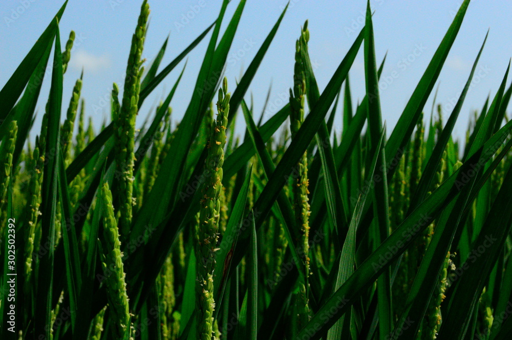 Fototapeta premium Albufera
