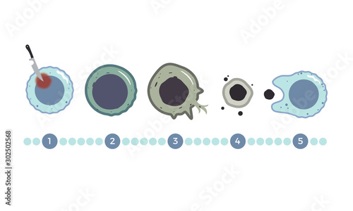 The many stages of Necrosis - Cell Death