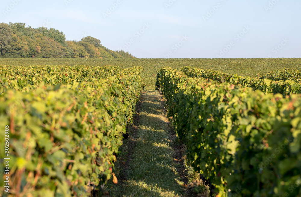 Obraz premium Ripe red Merlot grapes on rows of vines in a vienyard before the wine harvest in Saint Emilion region. France
