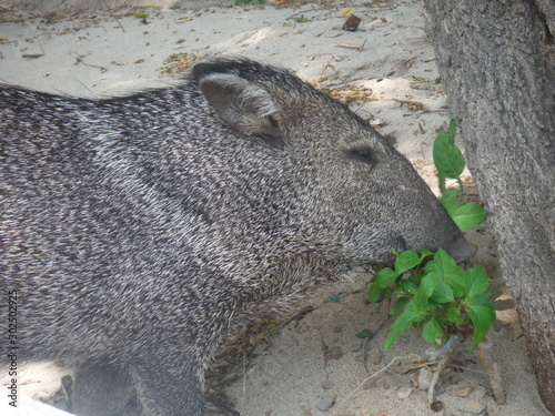 Closeup of Wild Boar Eating on a Beach 