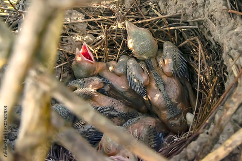 Fotografía Chicks in a magpie's nest in the wild