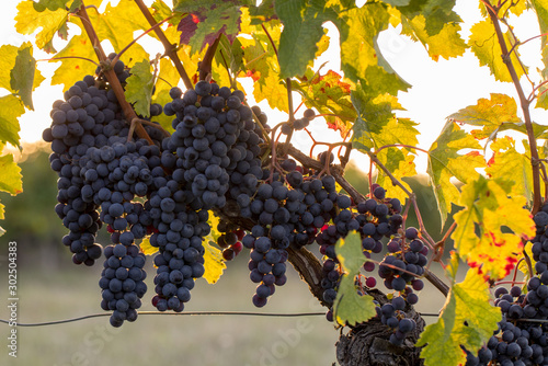 Ripe Merlot grapes lit by warm late sunshine in Montagne vineyard near Saint Emilion, Gironde, Aquitaine. France
