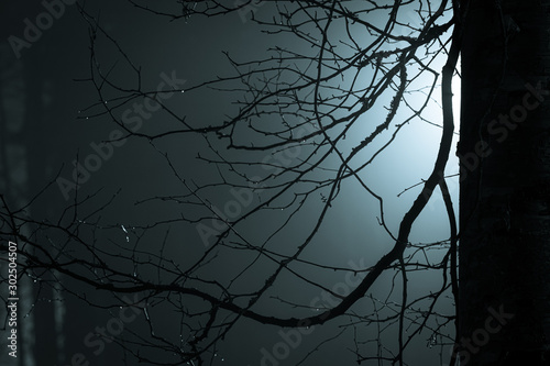 Tree branches at foggy night lit by streetlamp photo