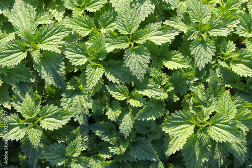 Stinging nettle for background or wallpaper