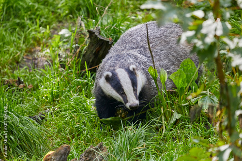 Hungry badger is waiting for the feeding. © Composer