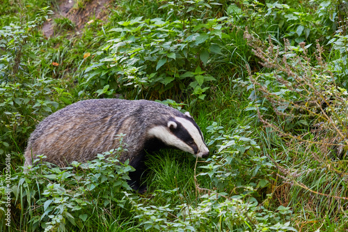 Hungry badger is waiting for the feeding. © Composer