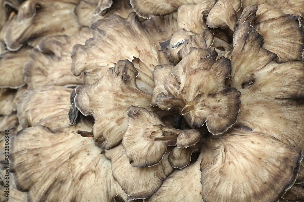 Grifola frondosa, known as maitake, henofthewoods and ram's head
