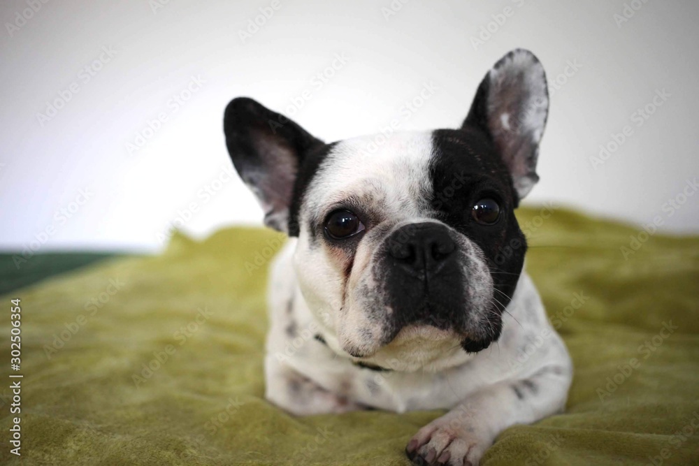 Black and white young French bulldog