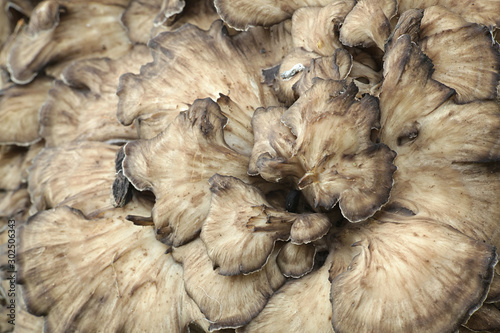 Grifola frondosa, known as maitake, hen-of-the-woods and ram's head  wild edible fungus with medicinal properties photo