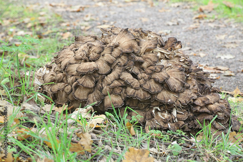 Grifola frondosa, known as maitake, hen-of-the-woods and ram's head  wild edible fungus with medicinal properties photo