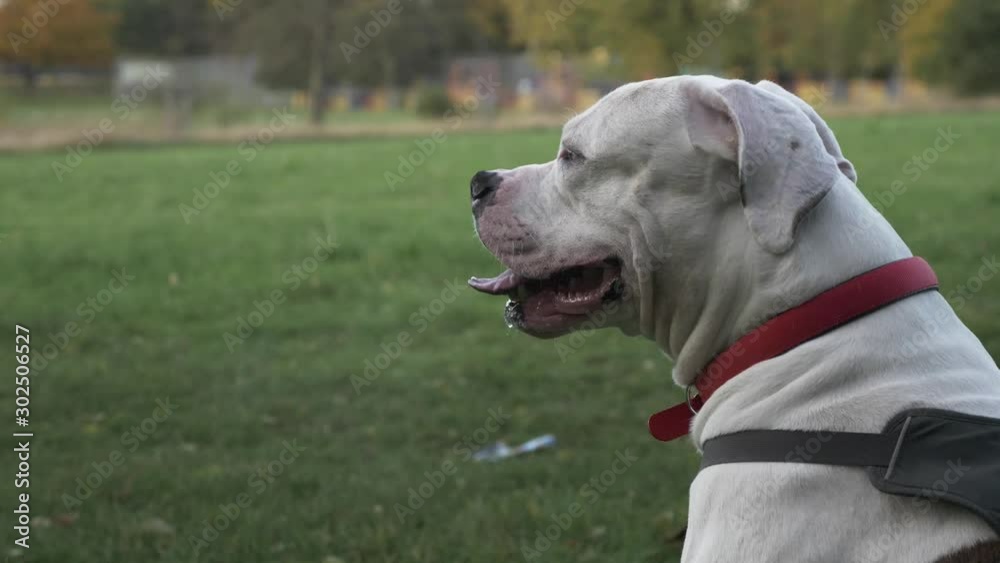 Left Side View Of White Purebred American Bulldog Sitting Down On Grass In Park. Locked Off Left Side View Of White Purebred American Bulldog Sitting Down On Grass In Park. Locked Off