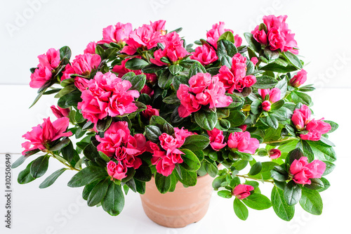 Close up of pink azalea or Rhododendron plant with flowers in full bloom in a brown pot isolated on a white table, side view with space for text, for Valentine's Day or Mother's Day