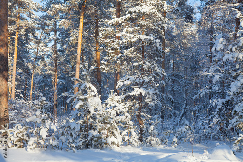winter in  forest © yanlev