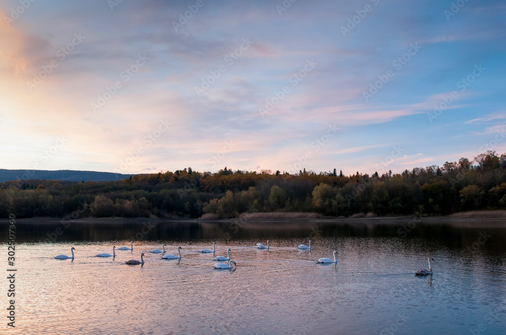 white swans at sunset and saturated sky