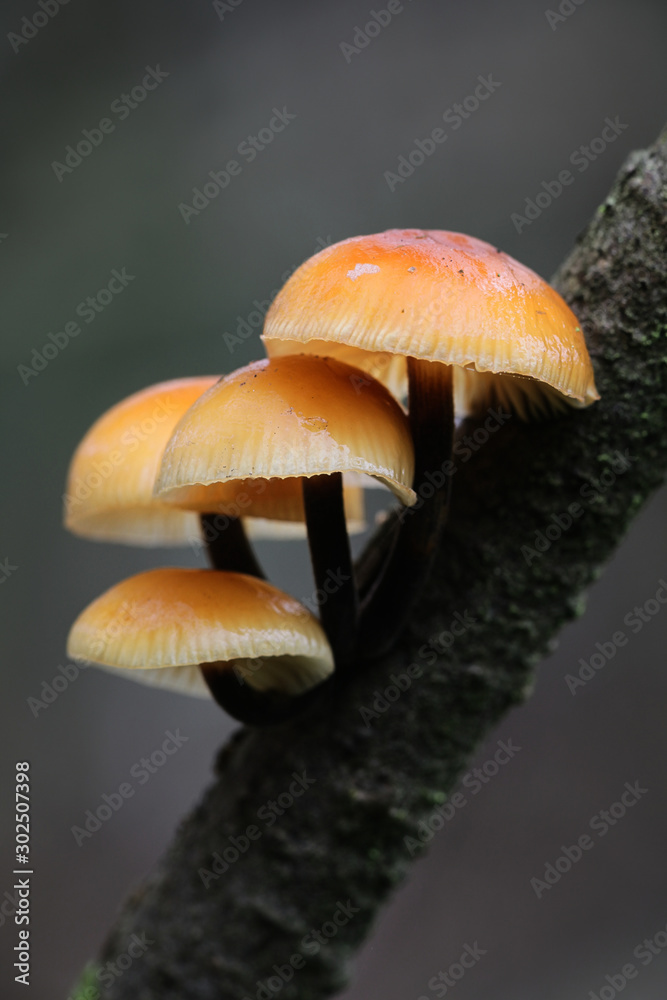 Flammulina velutipes, known as enokitake, futu, seafood mushroom, winter mushroom, winter fungus, velvet foot, velvet stem, velvet shank, growing wild in Finland Flammulina velutipes, known as enokitake, futu, seafood mushroom, winter mushroom, winter fungus, velvet foot, velvet stem, velvet shank, growing wild in Finland