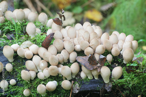 Lycoperdon pyriforme, known as the pear-shaped puffball or stump puffball, wild mushroom from Finland photo