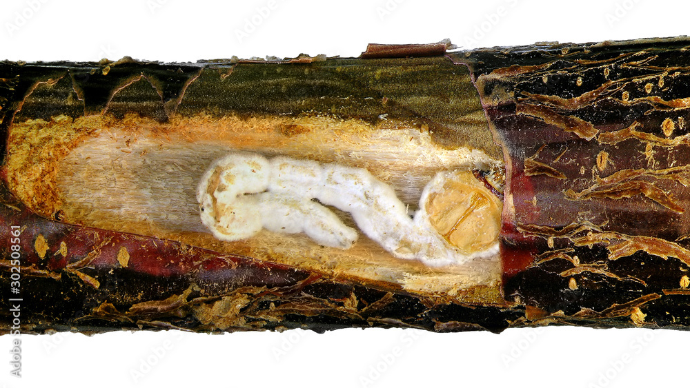 Larvae of jewel beetle, metallic wood-boring beetle (Coleoptera: Buprestidae) infected and killed by entomopathogenic fungus  inside a fruit tree branch 