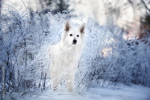 white shepherd dog posing outdoors in winter