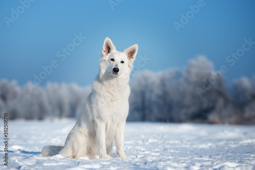 white shepherd dog sitting outdoors in winter