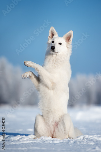 white shepherd dog begging outdoors in winter