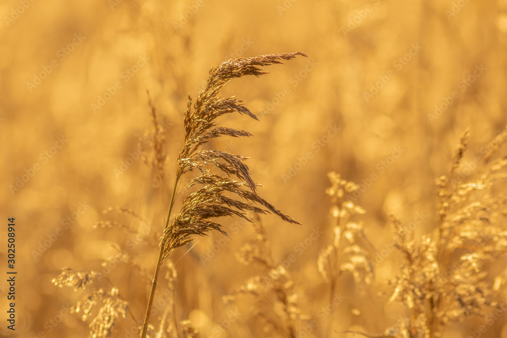 Fototapeta premium Warm Golden Grasses in a Marsh, Ireland
