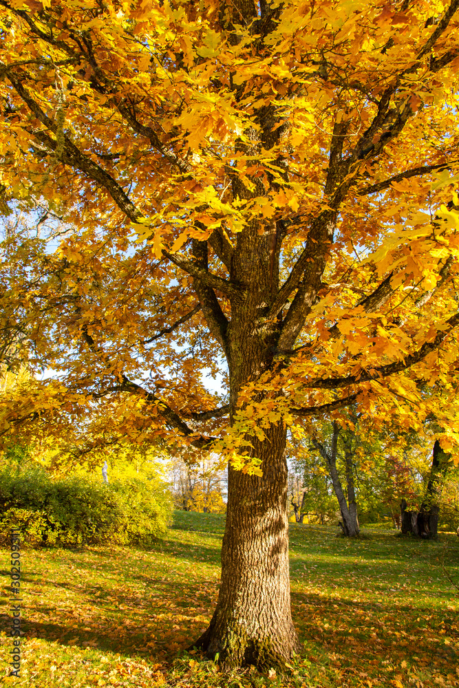 Fototapeta premium Oak tree in autumn, Mustion Linna park, Finland