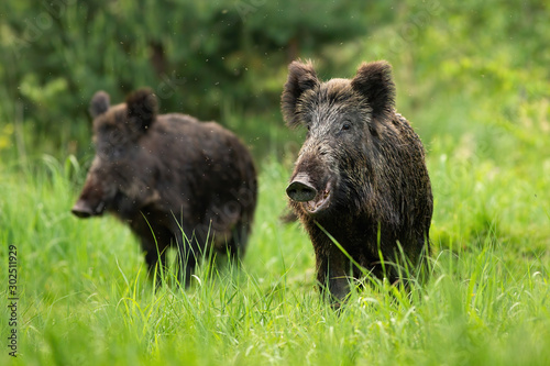 Canvas Print Two fierce wild boars, sus scrofa, standing together in wilderness in summertime