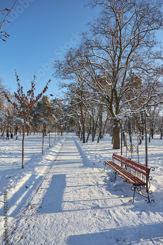 winter beautiful park with many big trees benches