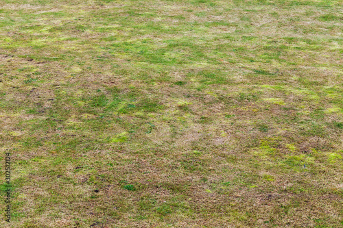 Fototapeta Naklejka Na Ścianę i Meble -  Meadow texture with green and dry grass