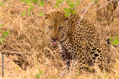 Large male African Leopard sitting up licking his lips after devouring a warthog piglet