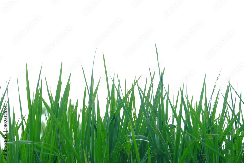 Wild grass plant leaves on white isolated background for green foliage backdrop Wild grass plant leaves on white isolated background for green foliage backdrop