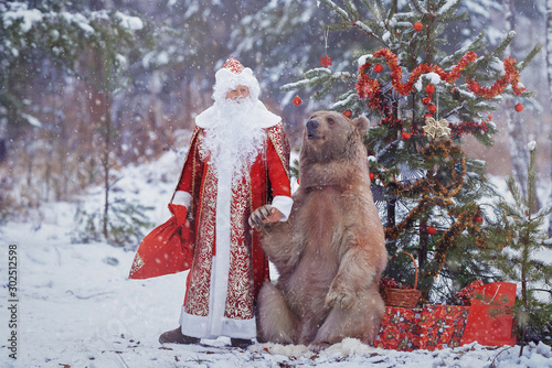 Santa Claus (in Eastern Europe, this is Ded Moroz) holds the brown bear, sitting by the Christmas tree in the winter forest, by the paw.  Santa holds a red bag with gifts in his other hand. photo
