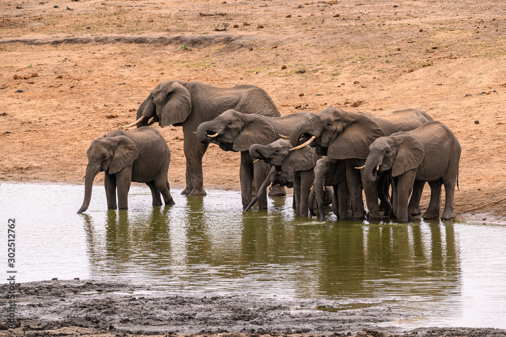 Fototapeta premium African elephant herd lifting their trunks in unison while drinking at a dam