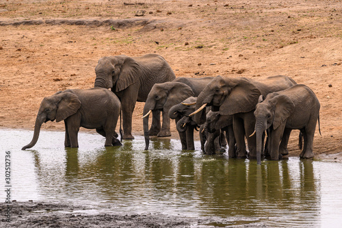 African Elephant herd drinking peacefully at a dam