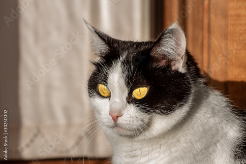 Fototapeta Naklejka Na Ścianę i Meble -  A portrait of a beautiful adult young black and white cat with big yellow eyes on the beige background