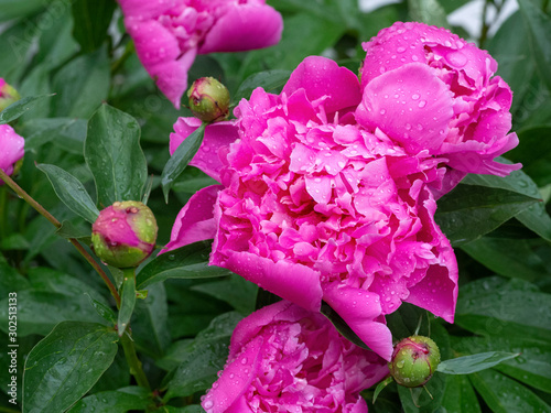 Drops of rain lie on the bright pink peony flowers. Delightful peonies for the beloved