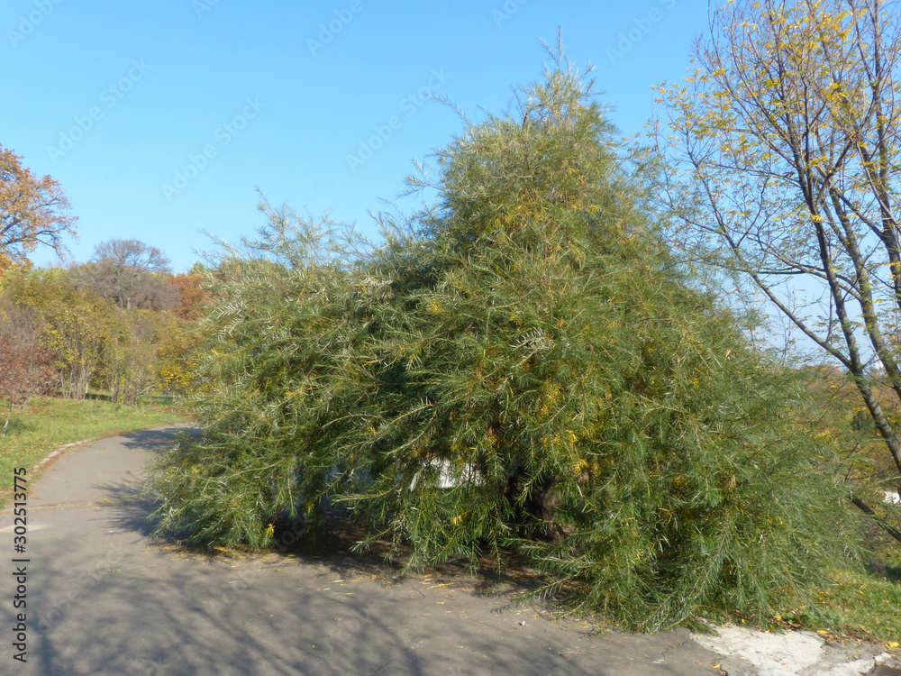 Naklejka premium bush in the botanical garden