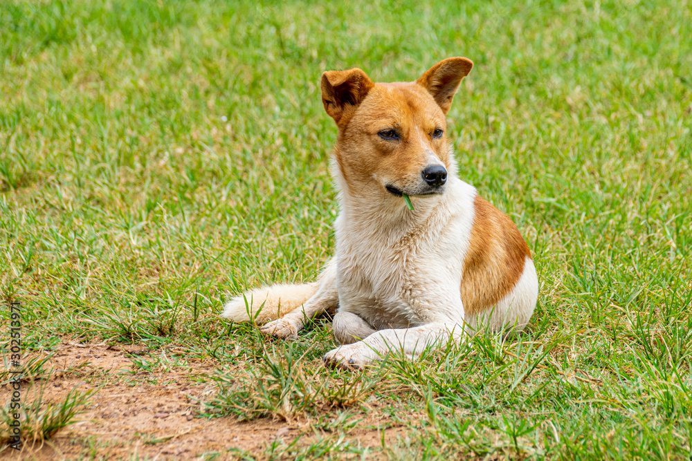 Gold and white colored dog with a blade of grass out of mouth