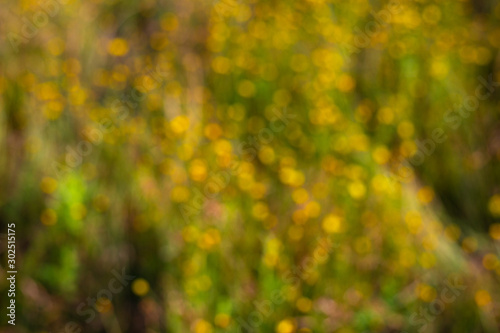 blurred background from golden flower field 