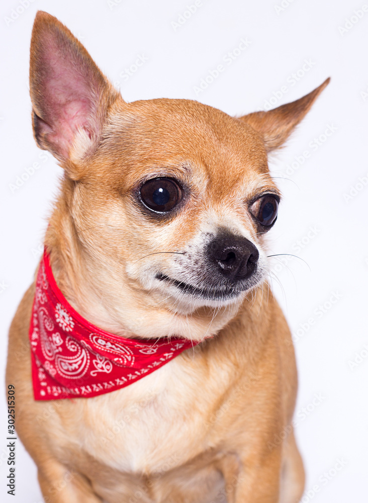 fat dog Chihuahua breed on a white background
