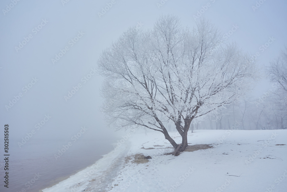 Fototapeta premium Winter river with a lone tree covered with hoarfrost