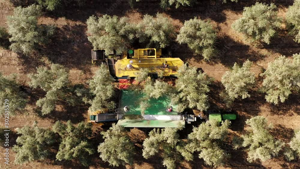 Olive Tree Shaker Harvester operation supported by four Pole beating workers , Top down aerial footage. Olive Tree Shaker Harvester operation supported by four Pole beating workers , Top down aerial footage.