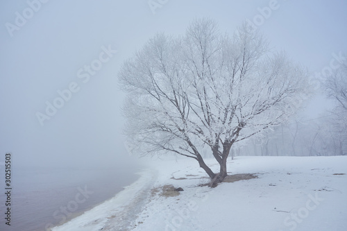 Winter river with a lone tree covered with hoarfrost