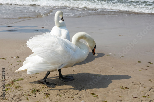 There are swans on the seashore
