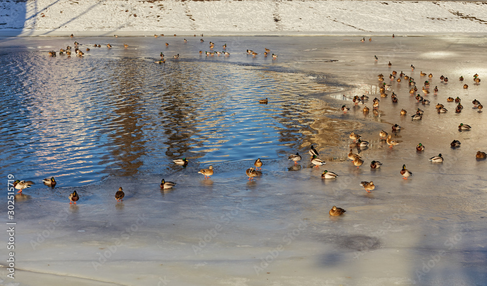 Fototapeta premium Wild ducks on the river